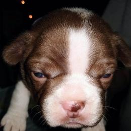 Boston Terrier Puppies from Shadow Town Boston's