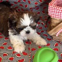 Olive - Brindle female Shih Tzu puppy in Sutton, West Virginia from Meadow Lane Pups