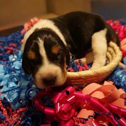 Red boy - Tri-colored male Treeing Walker Coonhound puppy in Lovelady, Texas from 3 Color Kennel