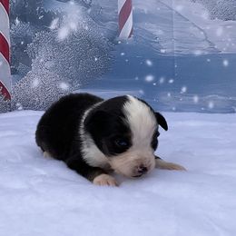 Jacob - Black tri male Miniature Australian Shepherd puppy in Signal Mountain, Tennessee from D & D Miniature and Toy Australian Sheppards