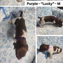 PURPLE - Lucky - White and liver male German Shorthaired Pointer puppy in Gilbert, Arizona from Stellar GSPs