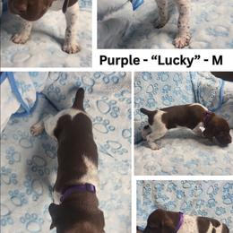 PURPLE - Lucky - White and liver male German Shorthaired Pointer puppy in Gilbert, Arizona from Stellar GSPs