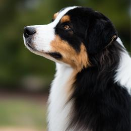 Dunkin - Australian Shepherd