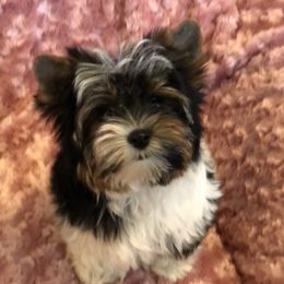 Biewer Terriers from ABC Biewers and Biros