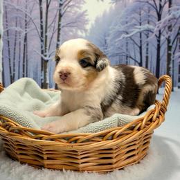 Marley Philippe - Red merle male Australian Shepherd puppy in Statesville, North Carolina from Charming Australian Shepherds
