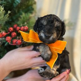 ONYX - Black and white male Schnoodle puppy in Fredericksburg, Virginia from Growing Puppies