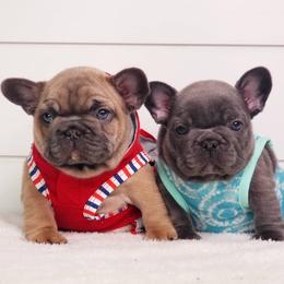 French Bulldog Puppies from Emeraldfrenchies