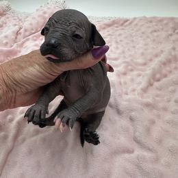 Boy 3 - Black male Xoloitzcuintli puppy in West Jordan, Utah from Majestic Nakids