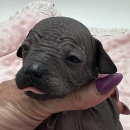 Boy 3 - Black male Xoloitzcuintli puppy in West Jordan, Utah from Majestic Nakids