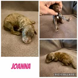 Joanna - Brown female Poodle puppy in Piqua, Kansas from Legacy Farms Standard Poodles