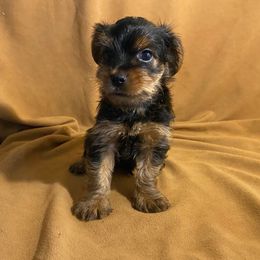 Boy 1 - Black and gold male Yorkshire Terrier puppy in Marion, Indiana from Thomas Terriers