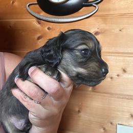 Barley - Cream male Dachshund puppy in Cheyenne, Wyoming from Great Basin Hounds