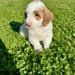 Goldendoodle Puppies from Duck River Goldendoodles