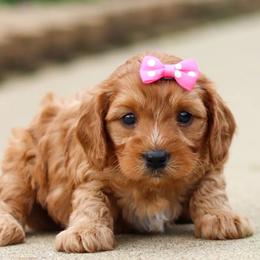 Destiny - Cavapoo