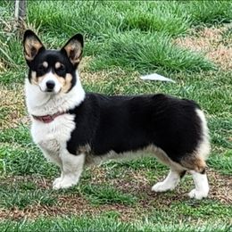 Daisy - Pembroke Welsh Corgi