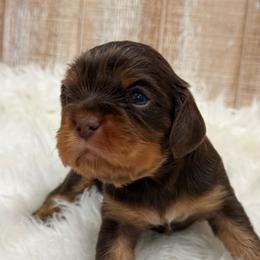 Blue Boy - Chocolate male Cavalier King Charles Spaniel puppy in Ellisville, Mississippi from Malu Lani Cavaliers