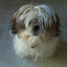 Shih Tzu Puppies from Shantii's Shih Tzu's