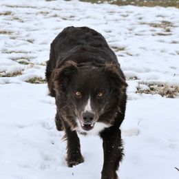 BUGZ - Australian Shepherd