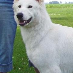 Berger Blanc Suisses from Starfyre Berger Blanc Suisse