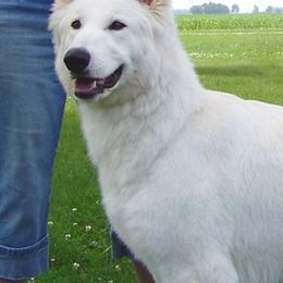Berger Blanc Suisses from Starfyre Berger Blanc Suisse