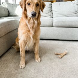 Rachel - Golden Retriever