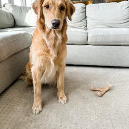 Rachel - Golden Retriever