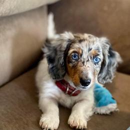 Dachshund and Miniature Schnauzer Puppies from The Bossy Doxie Farm