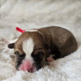 Poppy - Red female Pembroke Welsh Corgi puppy in Lake Elsinore, California from Rose Petal Corgis