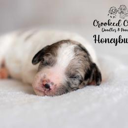 Honeybunch - Parti female Goldendoodle puppy in Woodruff, South Carolina from Crooked Creek Doodles and Poodles