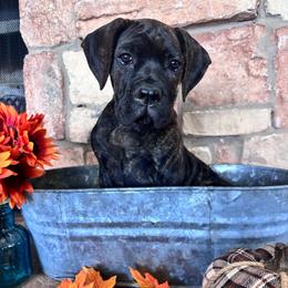 Purple collar - Black brindle female Cane Corso puppy in Tucson, Arizona from Cane Corso Friends