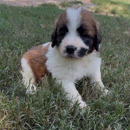 Pierce - Brown and white male Saint Berdoodle puppy in San Antonio, Texas from Mammoth Doodles