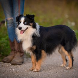 Miniature American Shepherds and Miniature Australian Shepherds from Impression Dogs