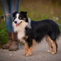 Miniature American Shepherds and Miniature Australian Shepherds from Impression Dogs