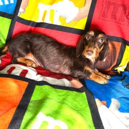 Gracie - Dachshund