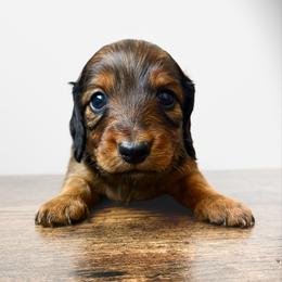 Zion 3200 - Red male Dachshund puppy in Sylvania, Alabama from Yancey’s Doxies