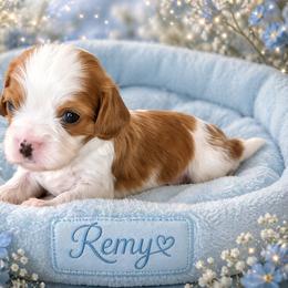 Briar - Blenheim male Cavalier King Charles Spaniel puppy in Kewaskum, Wisconsin from Moon Dream Cavaliers