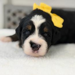 Miss Sierra - Tri-color female Bernedoodle puppy in Hegins, Pennsylvania from Bubbling Springs Doodles, LLC