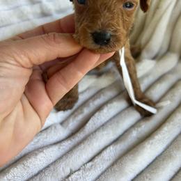 AKC WESLEY (white collar) - Red  male Poodle puppy in Dallas, Georgia from West Cobb Dogs