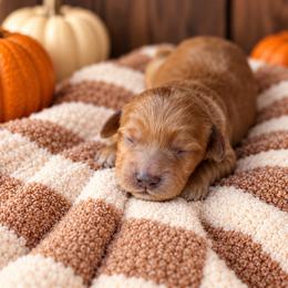 Grits - Red  male Goldendoodle puppy in Atwood, Oklahoma from Luxe Doodle Haven