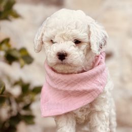 Goldendoodle and Poodle Puppies from Doodle Puppy Parti