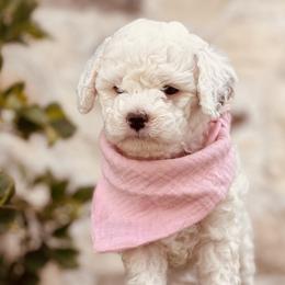 Goldendoodle and Poodle Puppies from Doodle Puppy Parti