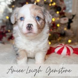 Amiee-Leigh Gemstone - Blue merle and white female American Corgi puppy in Greenwood, Indiana from Witch Creek Corgis
