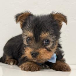 Captain - Black and gold male Yorkshire Terrier puppy in Los Angeles, California from 818 Yorkies