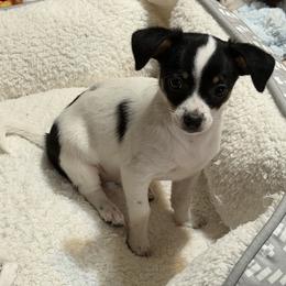 Annie CKC - Black and white female Chihuahua puppy in Amity, Pennsylvania from Rhoda and Verna