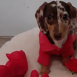 Dachshunds from Blue Bird Doxie's