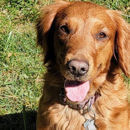 Shyanne - Golden Retriever