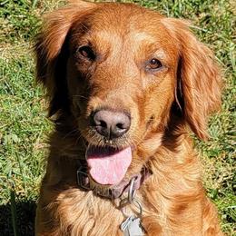 Shyanne - Golden Retriever