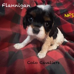 Flannigan - Tri-color male Cavalier King Charles Spaniel puppy in Leonard, Michigan from CoLo Cavaliers