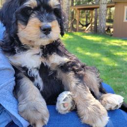 Bernedoodle and Bernese Mountain Dog Puppies from NW Bernedoodles of Washington