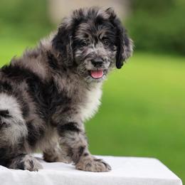 Tucker - Blue merle male Aussiedoodle puppy in Factoryville, Pennsylvania from North Mountain Doodles